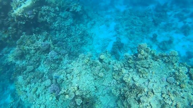 🌈🔥🌈SIVA SHARM - ШОК🌈РИФ ОБЗОР ТЕРРИТОРИИ ПЛЮСЫ самого ДЕШЕВОГО ОТЕЛЯ ШАРМА #sivasharm #обзор смотреть онлайн