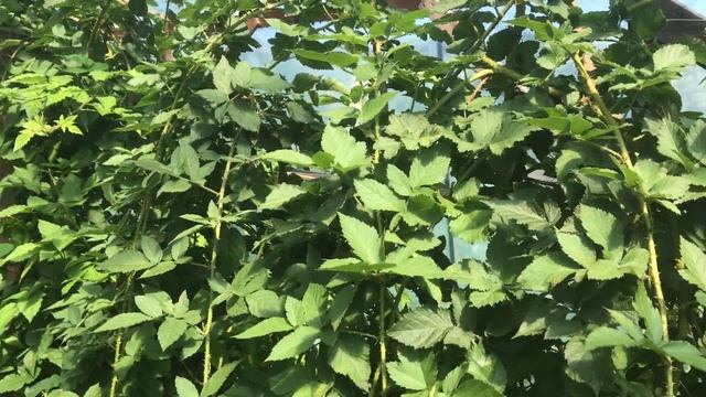 Ежевика Карака Блэк в теплице - август 2018 года смотреть онлайн