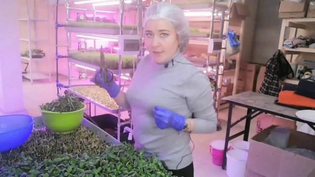 СЕКРЕТЫ ПРОРАЩИВАНИЯ ПОДСОЛНЕЧНИКА НА #МИКРОЗЕЛЕНЬ. ПОДРОБНАЯ ТЕХНОЛОГИЯ ВЫРАЩИВАНИЯ.