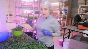 СЕКРЕТЫ ПРОРАЩИВАНИЯ ПОДСОЛНЕЧНИКА НА #МИКРОЗЕЛЕНЬ. ПОДРОБНАЯ ТЕХНОЛОГИЯ ВЫРАЩИВАНИЯ.