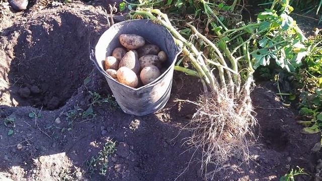 Копаем картошу. Сорт "тулеевский" смотреть онлайн