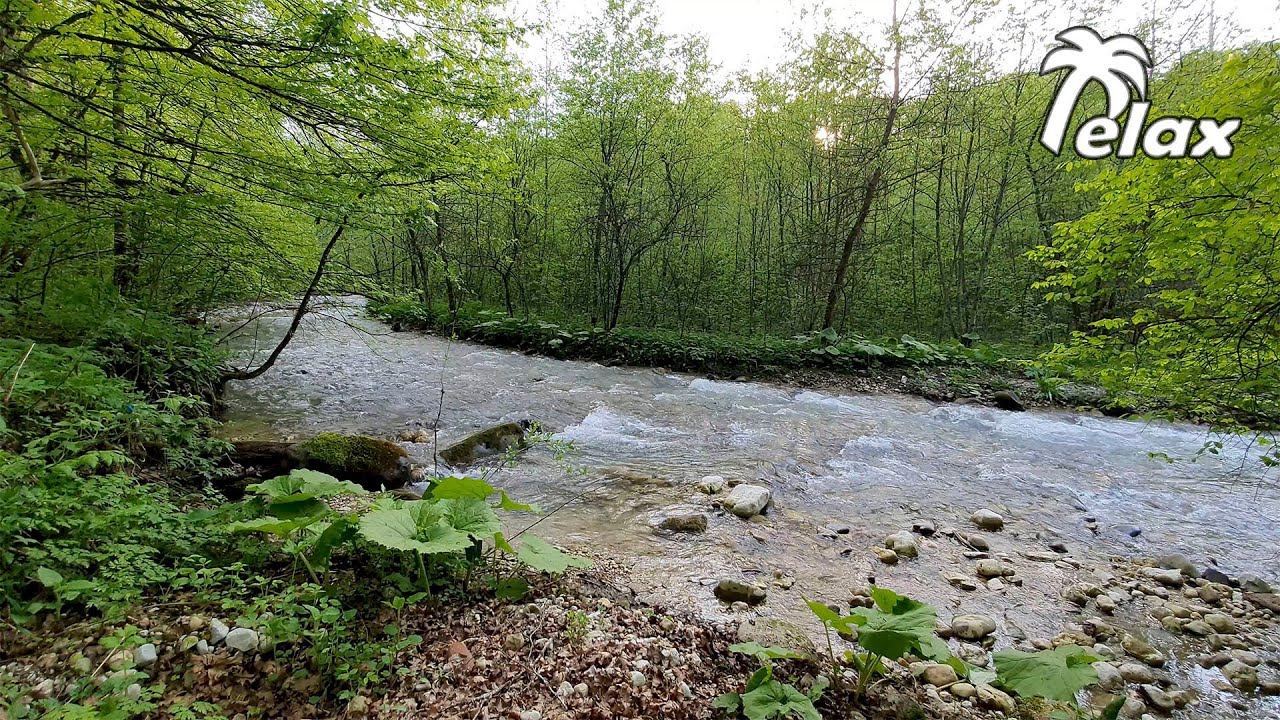 A River in a Mountain Forest and Relaxing Nature Sounds смотреть онлайн