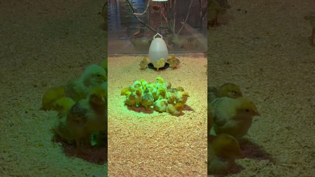 IOI City Farm First Look. Indoor Garden, Petting Zoo & Freshwater World in Malaysia. Vertical Tour. смотреть онлайн