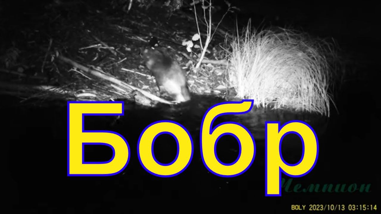 Бобр строит хатку \ Фотоловушка Болигуард #21 смотреть онлайн