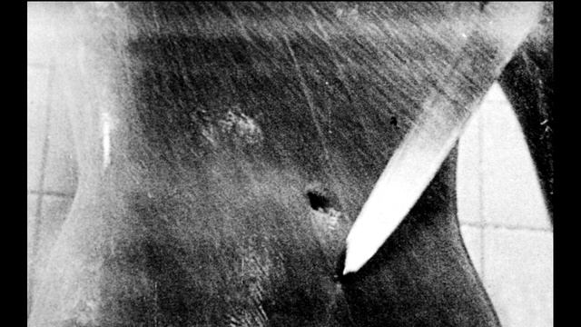 Ригидно -Комфорный -Радикал. Перо под ребро смотреть онлайн