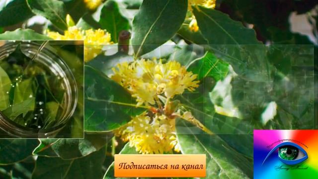 Лечение лавровым листом. 20 целебных свойств лаврового листа. Рецепты смотреть онлайн