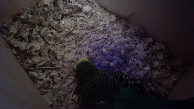 Волнистые попугайчики высиживают яйцо в гнезде. In real time. Budgerigars hatch eggs in the nest смотреть онлайн