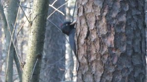 Крик желны(чёрного дятла).