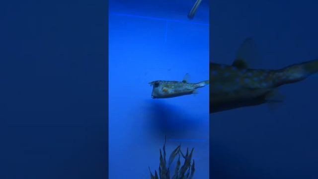 Дона Роза смотреть онлайн