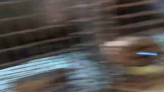 название кроликов смотреть онлайн