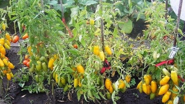 Томат Бaнановые ноги смотреть онлайн