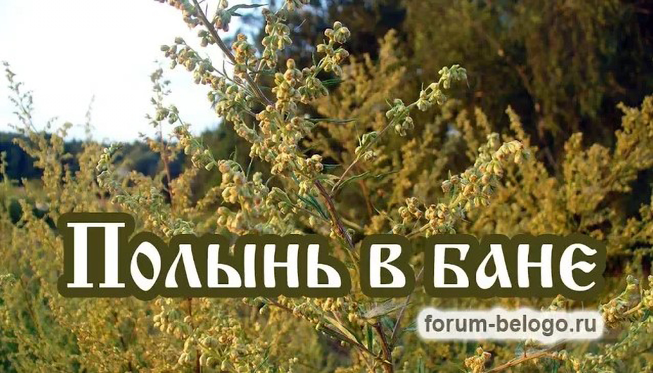 Полынь в бане смотреть онлайн