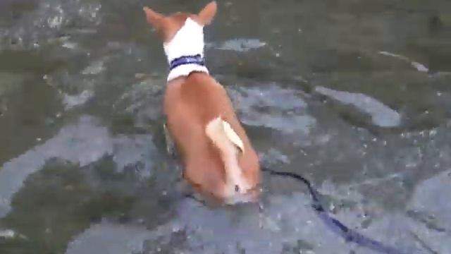 basenji swims in the rocky shore смотреть онлайн