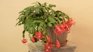 ДЕКАБРИСТ . Цветок. Уход в домашних условиях.