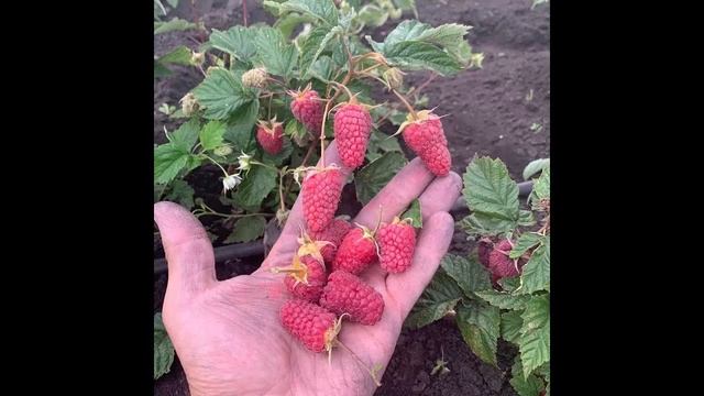 похвалинка