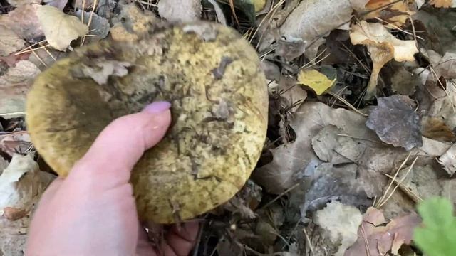 Грузди и валуи ☹️? смотреть онлайн