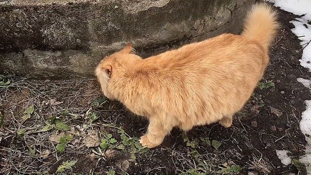 Прогулка нашей кошки ? птички|приближение весны|влог про кошку| смотреть онлайн
