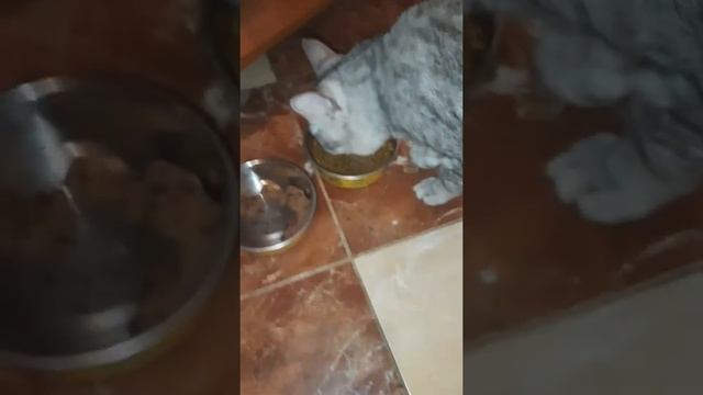 Сколько надо давать грамм сухого корма котам? смотреть онлайн