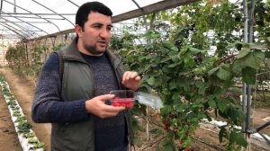 #малина маравилла