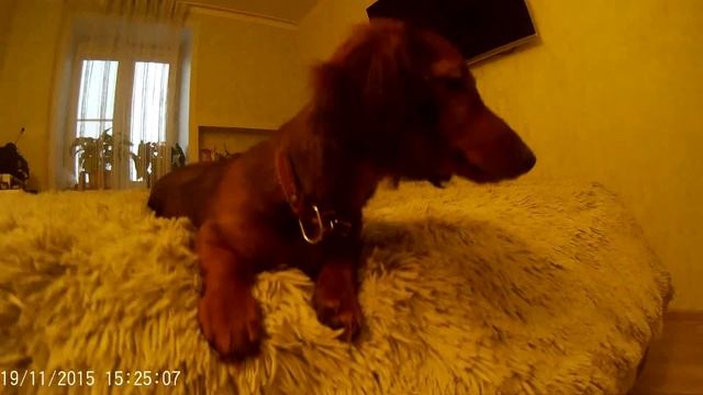 Длинношерстная кроличья такса шоу-класса смотреть онлайн