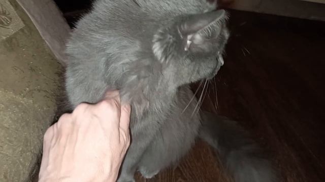 НИБЕЛУНГ Наша Кошка ободрала весь диван/ Как мы нашли выход