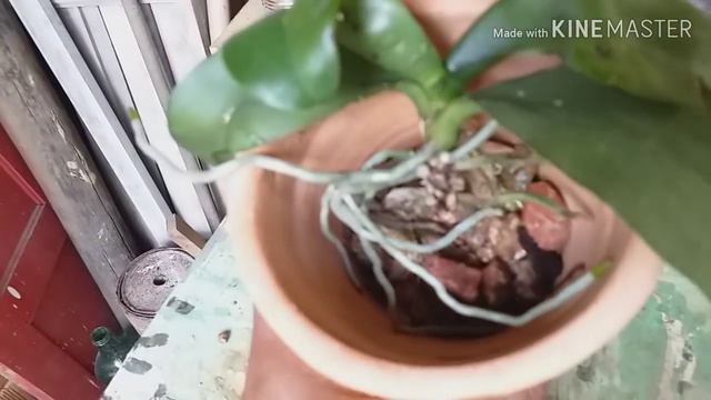 Replante de muldinha de phalaenopsis смотреть онлайн