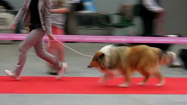 Owczarki Szkockie KIELCE CACIB 08.11.2014 смотреть онлайн
