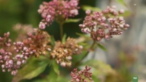 Очаровательный посконник виды и сорта. Посконник посадка и уход