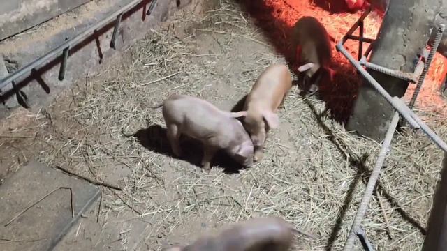 1мая,поросятки растут,чем подкармливаем. смотреть онлайн