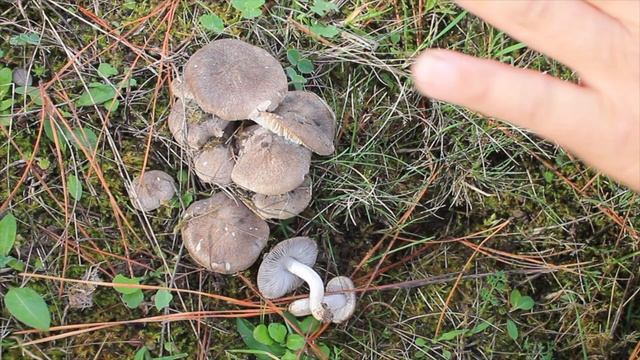 Tricholoma terreum | LA RATONA ¿Comestible? смотреть онлайн