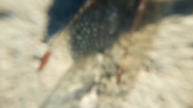 СТРЕКОЗА МАКРОСЪЕМКА: Zoom 10x DRAGONFLY Macro (увеличение видео)