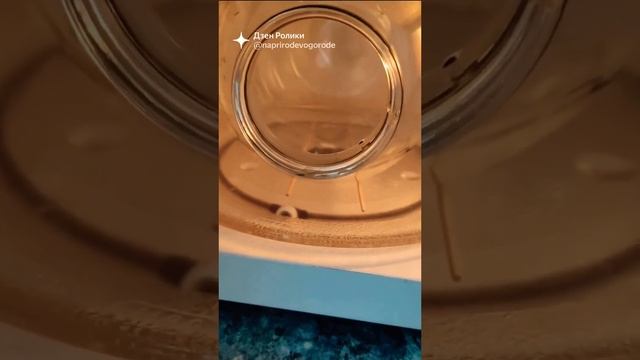 Можно легко стерилизовать трехлитровые банки в микроволновке смотреть онлайн