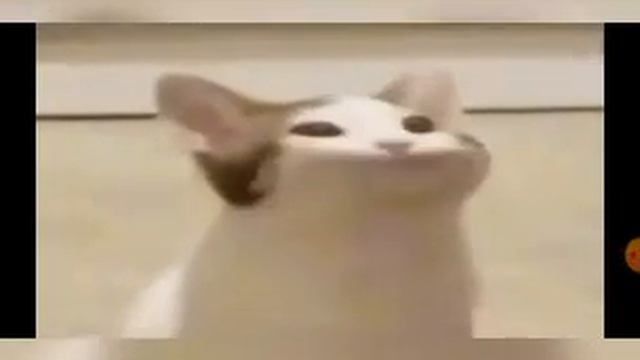 ШОК! КОТ ПОЁТ ПЕСНЮ "Я ЛЮБЛЮ МАЙНКРАФТ" !!! смотреть онлайн