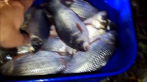 Херабуна.Ночная рыбалка.Карась.28.09-29.09(2013)