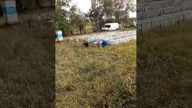 Поздний взяток с подсолнуха! 16 августа! смотреть онлайн