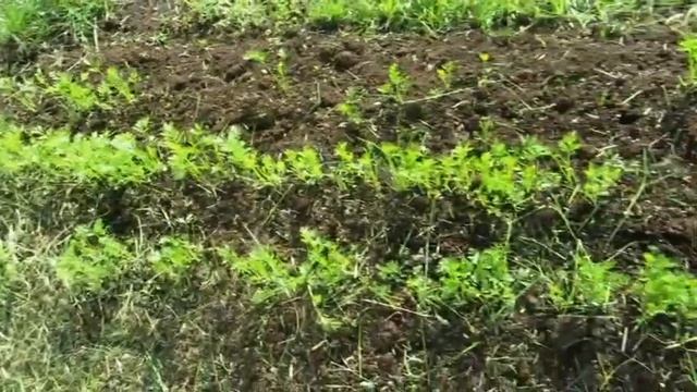 Посев моркови под зиму не по правилам и мой результат. смотреть онлайн