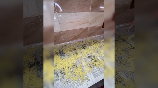 Картошка Фри смотреть онлайн