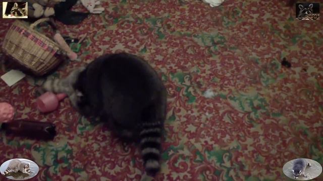во всём виноваты еноты, два смотреть онлайн