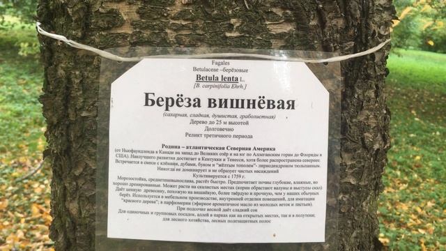 Вишневая Береза / Калининградский Ботанический сад смотреть онлайн
