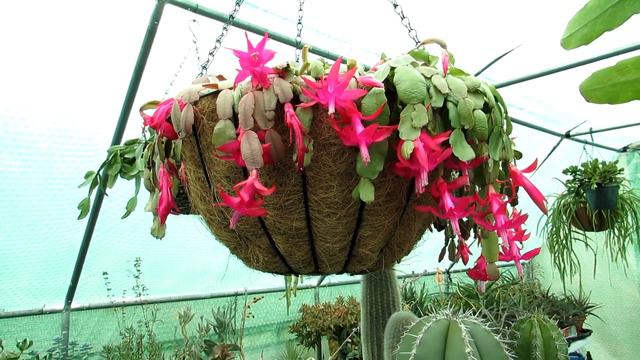 My Schlumbergera buckleyi Christmas Cactus Blooming Lovely in the Polytunnel смотреть онлайн