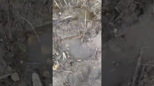 Ловля рыбы кастинговой сетью 2019 смотреть онлайн