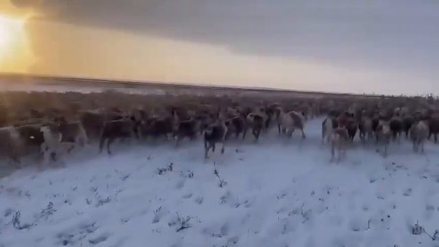 Перегон оленей в Якутии смотреть онлайн
