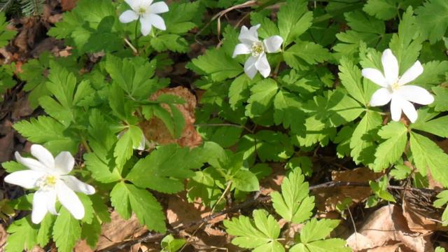 весенняя соната смотреть онлайн