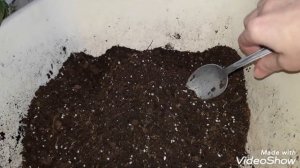 ФУКСИЯ. Пересадка (перевалка) взрослой фуксии. Грунт для фуксий.