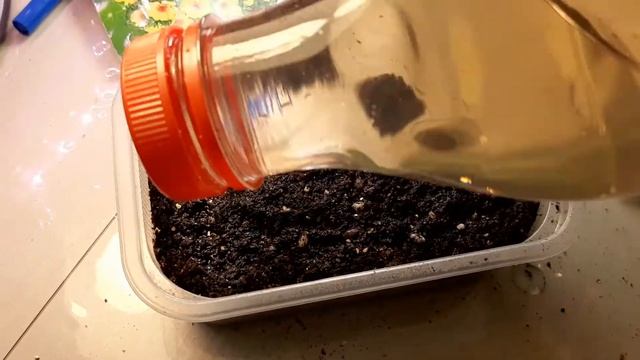 Не сейте портулак пока не посмотрите это видео.Лучший способ посева Портулака,100% результат. смотреть онлайн