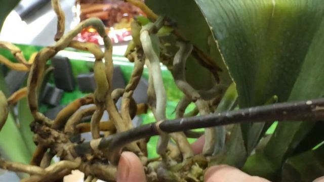 КАК ОТДЕЛИТЬ ДЕТКУ НА СТВОЛЕ | Орхидея фаленопсис смотреть онлайн