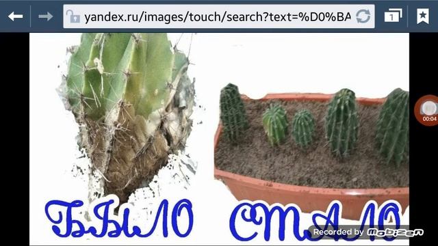 Кактус умер? смотреть онлайн