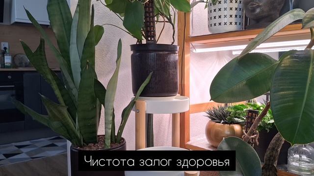 Комнатные растения в моей квартире и мой регулярный уход за ними. смотреть онлайн