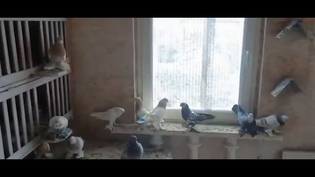 ПРОДАЖА СРЕДНЕ АЗИАТСКИХ ГОЛУБЕЙ смотреть онлайн