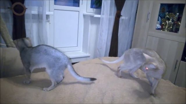 Игры с остатками махалочки смотреть онлайн